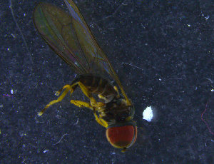  ( - PIP010)  @12 [ ] CreativeCommons - Attribution Non-Commercial Share-Alike (2015) UoB, Norway University of Bergen, Natural History Collections