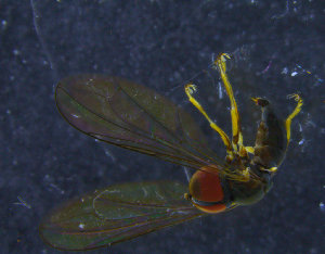  ( - PIP011)  @12 [ ] CreativeCommons - Attribution Non-Commercial Share-Alike (2015) UoB, Norway University of Bergen, Natural History Collections