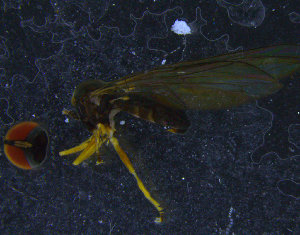  ( - PIP012)  @12 [ ] CreativeCommons - Attribution Non-Commercial Share-Alike (2015) UoB, Norway University of Bergen, Natural History Collections