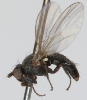  (Agromyza cinerascens - KWi-126)  @13 [ ] CreativeCommons - Attribution Non-Commercial (2012) Marko Mutanen University of Oulu