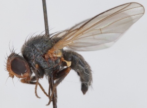  (Agromyza erythrocephala - KWi-127)  @11 [ ] CreativeCommons - Attribution Non-Commercial (2012) Marko Mutanen University of Oulu