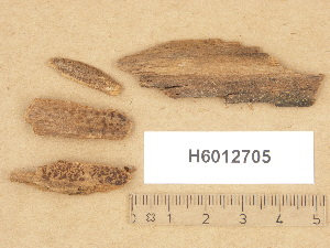  (Dacrymyces tortus - H6012705)  @11 [ ] Copyright (2012) Diana Weckman Botanical Museum, Finnish Museum of Natural History, University of Helsinki