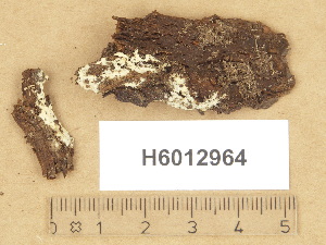  (Hypochnicium polonense - H6012964)  @11 [ ] Copyright (2012) Diana Weckman Botanical Museum, Finnish Museum of Natural History, University of Helsinki