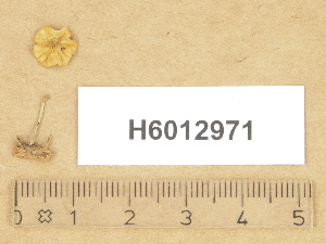  ( - H6012971)  @11 [ ] Copyright (2012) Diana Weckman Botanical Museum, Finnish Museum of Natural History, University of Helsinki