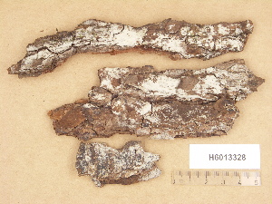  (Hypochnicium erikssonii - H6013328)  @11 [ ] Copyright (2012) Diana Weckman Botanical Museum, Finnish Museum of Natural History, University of Helsinki