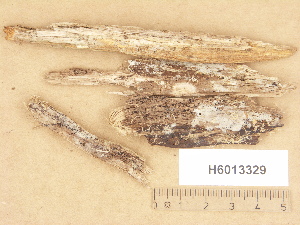  (Hyphoderma argillaceum - H6013329)  @11 [ ] Copyright (2012) Diana Weckman Botanical Museum, Finnish Museum of Natural History, University of Helsinki
