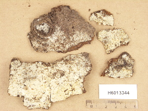  (Hypochnicium punctulatum - H6013344)  @11 [ ] Copyright (2012) Diana Weckman Botanical Museum, Finnish Museum of Natural History, University of Helsinki