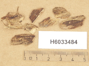  (Dacrymyces lacrymalis cf - H6033484)  @11 [ ] Copyright (2012) Diana Weckman Botanical Museum, Finnish Museum of Natural History, University of Helsinki