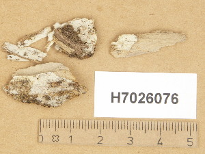  (Hyphoderma incrustatum - H7026076)  @11 [ ] Copyright (2014) Diana Weckman Botanical Museum, Finnish Museum of Natural History, University of Helsinki