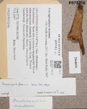  (Leucogyrophana montana - OULU.0028958)  @11 [ ] CreativeCommons - Attribution Non-Commercial (2012) Annu Ruotsalainen University of Oulu