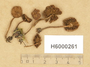  (Naucoria scolecina - H6000261)  @11 [ ] Copyright (2014) Diana Weckman Botanical Museum, Finnish Museum of Natural History, University of Helsinki