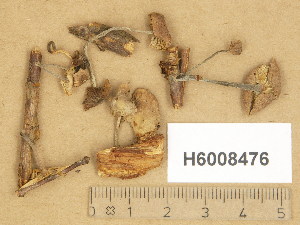  (Marasmiellus foetidus - H6008476)  @11 [ ] Copyright (2014) Diana Weckman Botanical Museum, Finnish Museum of Natural History, University of Helsinki