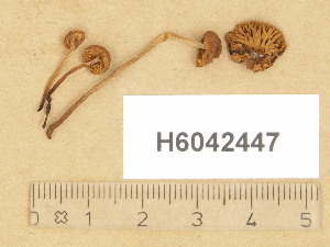  (Naucoria amarescens var. geraniolens - H6042447)  @11 [ ] Copyright (2014) Diana Weckman Botanical Museum, Finnish Museum of Natural History, University of Helsinki