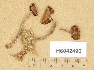  (Naucoria sphagneti - H6042490)  @11 [ ] Copyright (2014) Diana Weckman Botanical Museum, Finnish Museum of Natural History, University of Helsinki