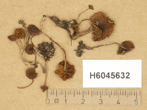  (Naucoria salicis - H6045632)  @11 [ ] Copyright (2014) Diana Weckman Botanical Museum, Finnish Museum of Natural History, University of Helsinki