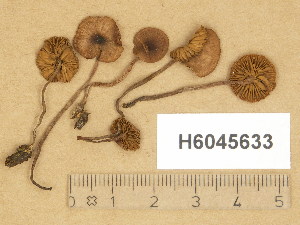  (Naucoria spadicea - H6045633)  @11 [ ] Copyright (2014) Diana Weckman Botanical Museum, Finnish Museum of Natural History, University of Helsinki