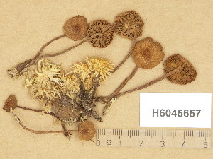  (Naucoria cf. subconspersa - H6045657)  @11 [ ] Copyright (2014) Diana Weckman Botanical Museum, Finnish Museum of Natural History, University of Helsinki