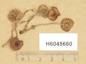  (Naucoria cf. badiolateritia - H6045660)  @11 [ ] Copyright (2014) Diana Weckman Botanical Museum, Finnish Museum of Natural History, University of Helsinki