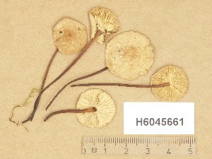 (Marasmius scorodonius - H6045661)  @11 [ ] Copyright (2014) Diana Weckman Botanical Museum, Finnish Museum of Natural History, University of Helsinki