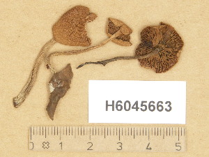  (Naucoria subconspersa - H6045663)  @11 [ ] Copyright (2014) Diana Weckman Botanical Museum, Finnish Museum of Natural History, University of Helsinki