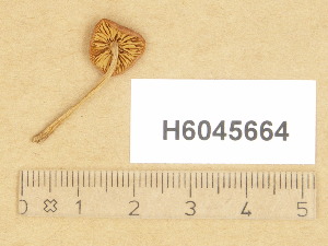  (Naucoria amarescens - H6045664)  @11 [ ] Copyright (2014) Diana Weckman Botanical Museum, Finnish Museum of Natural History, University of Helsinki