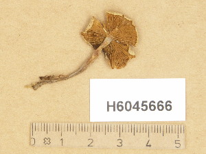  (Naucoria cf. escharoides - H6045666)  @11 [ ] Copyright (2014) Diana Weckman Botanical Museum, Finnish Museum of Natural History, University of Helsinki