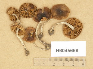  (Naucoria bohemica - H6045668)  @11 [ ] Copyright (2014) Diana Weckman Botanical Museum, Finnish Museum of Natural History, University of Helsinki