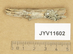  (Cryptodiscus sp. 1 - JYV11602)  @11 [ ] Copyright (2014) Diana Weckman Botanical Museum, Finnish Museum of Natural History, University of Helsinki