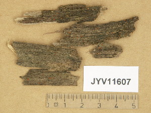  (Orbilia sp. 3 - JYV11607)  @11 [ ] Copyright (2014) Diana Weckman Botanical Museum, Finnish Museum of Natural History, University of Helsinki