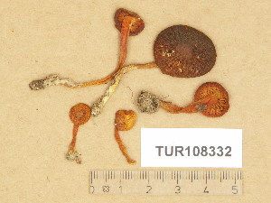  (Hygrocybe rubrolamellata - TUR108332)  @11 [ ] Copyright (2014) Diana Weckman Botanical Museum, Finnish Museum of Natural History, University of Helsinki