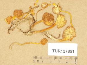  (Hygrocybe biminiata - TUR127851)  @11 [ ] Copyright (2014) Diana Weckman Botanical Museum, Finnish Museum of Natural History, University of Helsinki