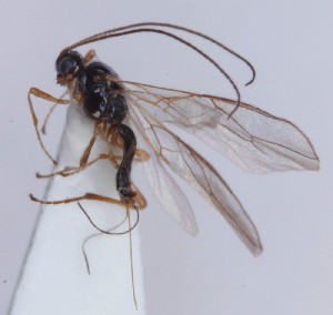  (Anisocyrta perdita - FBRA-000001)  @11 [ ] CreativeCommons - Attribution Non-Commercial (2013) Marko Mutanen University of Oulu