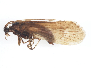  (Asynarchus contumax - JSlk-2010B087)  @15 [ ] CreativeCommons - Attribution (2010) CBG Photography Group Centre for Biodiversity Genomics