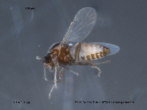  (Dasyhelea europaea - FiCer119)  @13 [ ] CreativeCommons - Attribution Non-Commercial Share-Alike (2012) NTNU Museum of Natural History and Archaeology NTNU Museum of Natural History and Archaeology