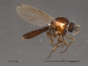  ( - FiCer134)  @12 [ ] CreativeCommons - Attribution Non-Commercial Share-Alike (2012) NTNU Museum of Natural History and Archaeology NTNU Museum of Natural History and Archaeology