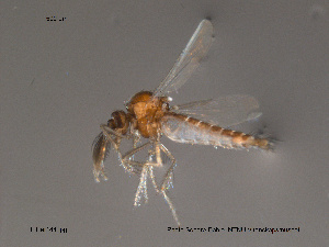  (Forcipomyia knockensis - FiCer144)  @13 [ ] CreativeCommons - Attribution Non-Commercial Share-Alike (2012) NTNU Museum of Natural History and Archaeology NTNU Museum of Natural History and Archaeology