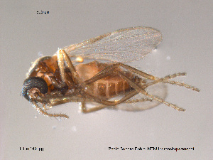  (Forcipomyia chaetoptera - FiCer149)  @13 [ ] CreativeCommons - Attribution Non-Commercial Share-Alike (2012) NTNU Museum of Natural History and Archaeology NTNU Museum of Natural History and Archaeology