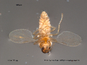  (Forcipomyia acidicola - FiCer157)  @12 [ ] CreativeCommons - Attribution Non-Commercial Share-Alike (2012) NTNU Museum of Natural History and Archaeology NTNU Museum of Natural History and Archaeology