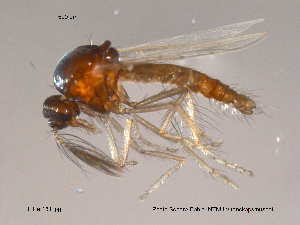  (Forcipomyia titillans - FiCer161)  @14 [ ] CreativeCommons - Attribution Non-Commercial Share-Alike (2012) NTNU Museum of Natural History and Archaeology NTNU Museum of Natural History and Archaeology