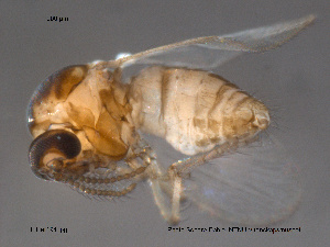  (Dasyhelea sp. 1ES - FiCer194)  @13 [ ] CreativeCommons - Attribution Non-Commercial Share-Alike (2012) NTNU Museum of Natural History and Archaeology NTNU Museum of Natural History and Archaeology