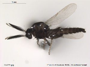 ( - FiCer225)  @12 [ ] CreativeCommons - Attribution Non-Commercial Share-Alike (2012) NTNU Museum of Natural History and Archaeology NTNU Museum of Natural History and Archaeology