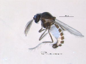  (Dasyhelea malleola - FiCer27)  @14 [ ] CreativeCommons - Attribution Non-Commercial Share-Alike (2012) NTNU Museum of Natural History and Archaeology NTNU Museum of Natural History and Archaeology
