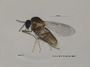  (Dasyhelea sp. 2ES - FiCer35)  @12 [ ] CreativeCommons - Attribution Non-Commercial Share-Alike (2012) NTNU Museum of Natural History and Archaeology NTNU Museum of Natural History and Archaeology