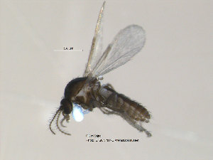  (Dasyhelea modesta - FiCer39)  @14 [ ] CreativeCommons - Attribution Non-Commercial Share-Alike (2012) NTNU Museum of Natural History and Archaeology NTNU Museum of Natural History and Archaeology