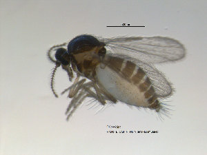  (Forcipomyia palustris - FiCer42)  @13 [ ] CreativeCommons - Attribution Non-Commercial Share-Alike (2012) NTNU Museum of Natural History and Archaeology NTNU Museum of Natural History and Archaeology