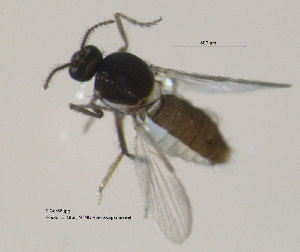  (Dasyhelea sp. 1ES - FiCer65)  @13 [ ] CreativeCommons - Attribution Non-Commercial Share-Alike (2012) NTNU Museum of Natural History and Archaeology NTNU Museum of Natural History and Archaeology