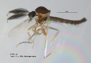  (Forcipomyia sphagnophila - FiCer90)  @13 [ ] CreativeCommons - Attribution Non-Commercial Share-Alike (2012) NTNU Museum of Natural History and Archaeology NTNU Museum of Natural History and Archaeology