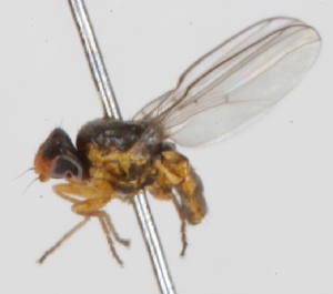  (Dicraeus vagans - KWi-201)  @13 [ ] CreativeCommons - Attribution Non-Commercial (2012) Marko Mutanen University of Oulu