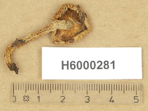  (Cortinarius borgsjoeensis - H6000281)  @11 [ ] Copyright (2012) Diana Weckman Botanical Museum, Finnish Museum of Natural History, University of Helsinki
