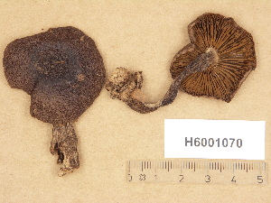  (Cortinarius aff. badiolaevis - H6001070)  @11 [ ] Copyright (2012) Diana Weckman Botanical Museum, Finnish Museum of Natural History, University of Helsinki